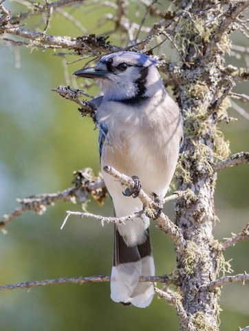 Blue Jay - Vermont eBird