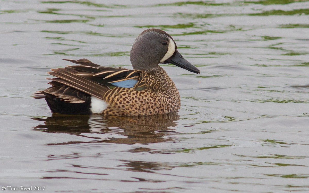Blue-winged Teal - ML59280941