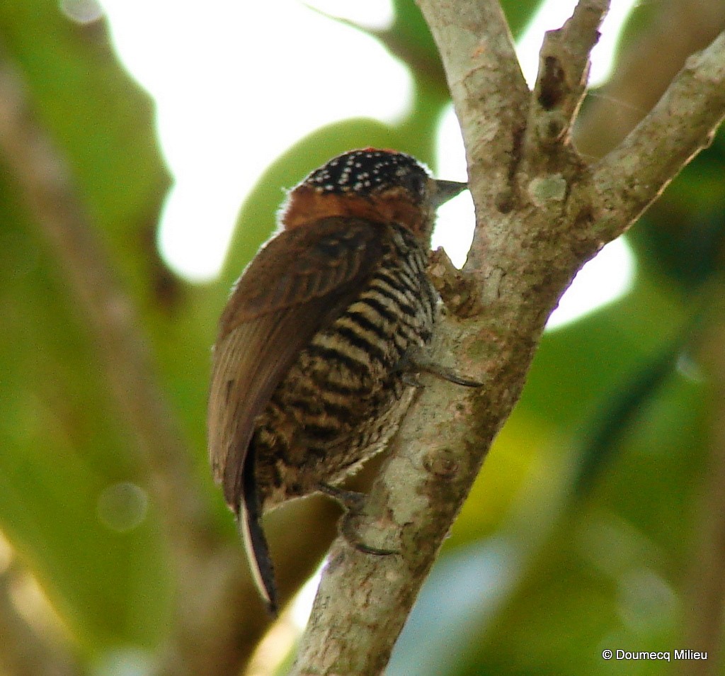 Ochre-collared Piculet - ML59281051