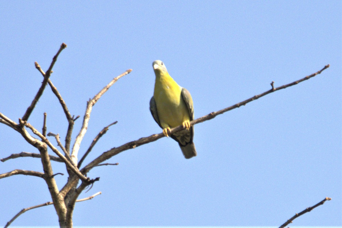 Yellow-footed Green-Pigeon - ML592815231