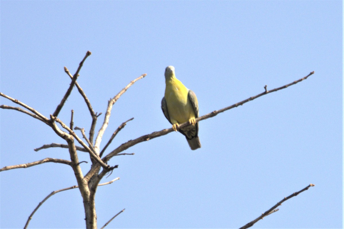 Yellow-footed Green-Pigeon - ML592815241