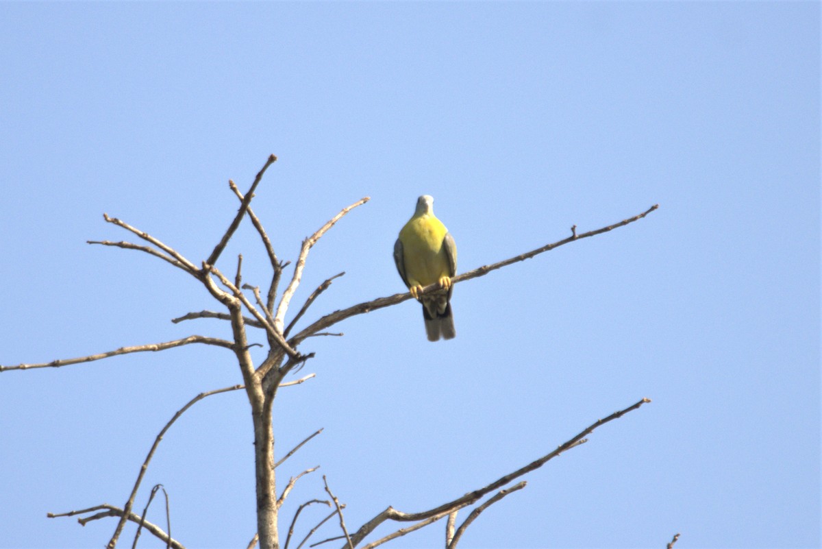 Yellow-footed Green-Pigeon - ML592815271