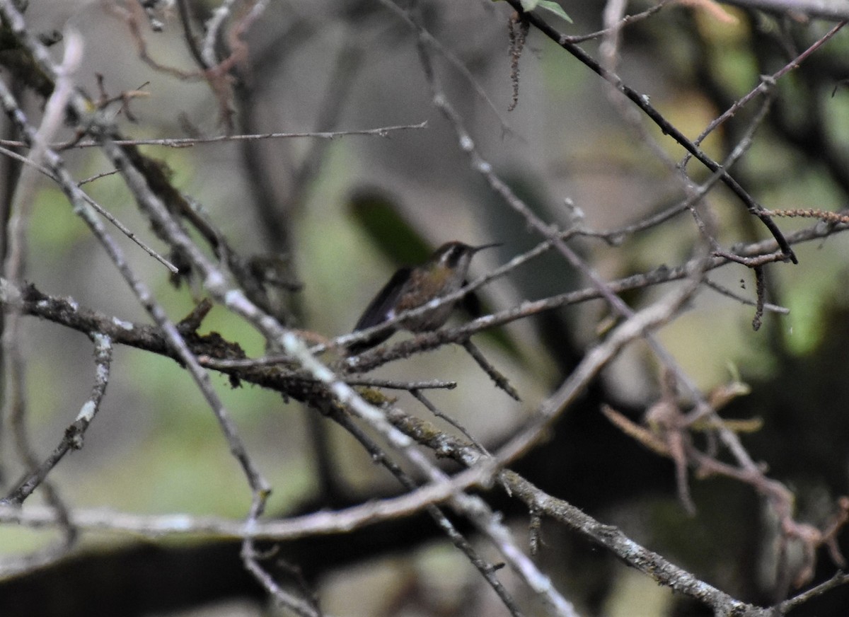 Speckled Hummingbird - ML592818541