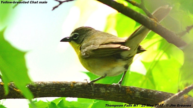 Yellow-breasted Chat - ML59282001