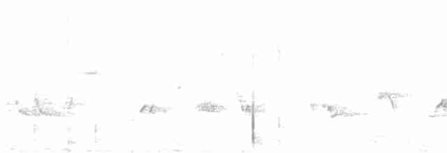 gråsolitærtrost - ML592822251