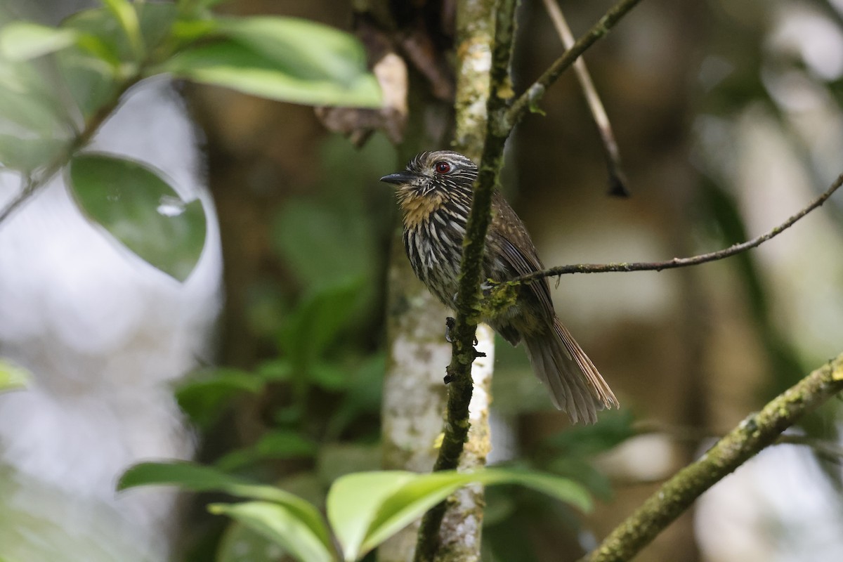 Black-streaked Puffbird - Peter Hosner