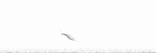 African Cuckoo-Hawk - ML59282311