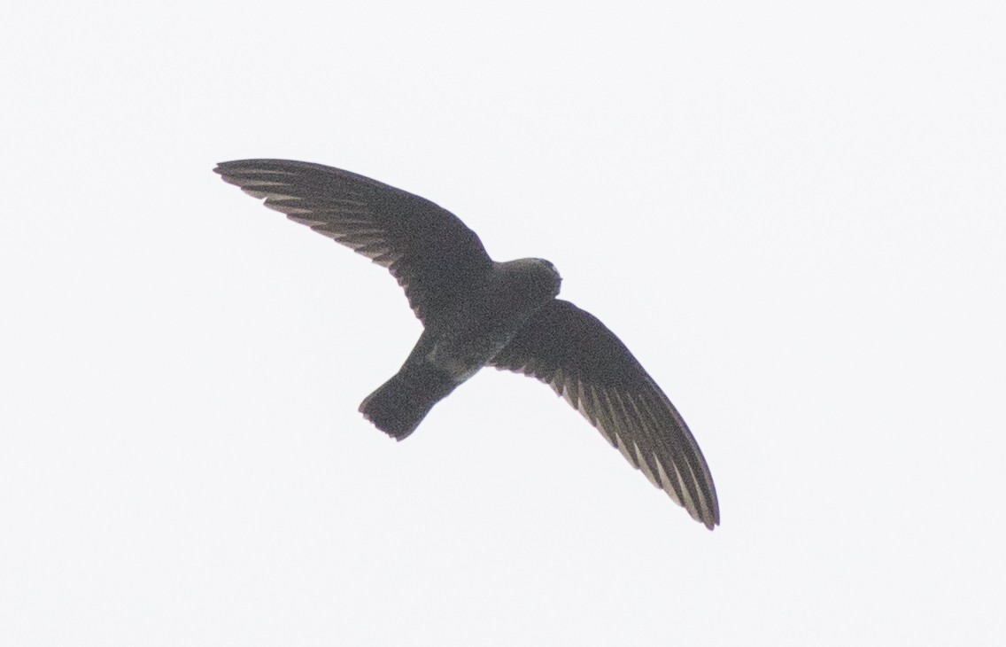 Spot-fronted Swift - ML59282401