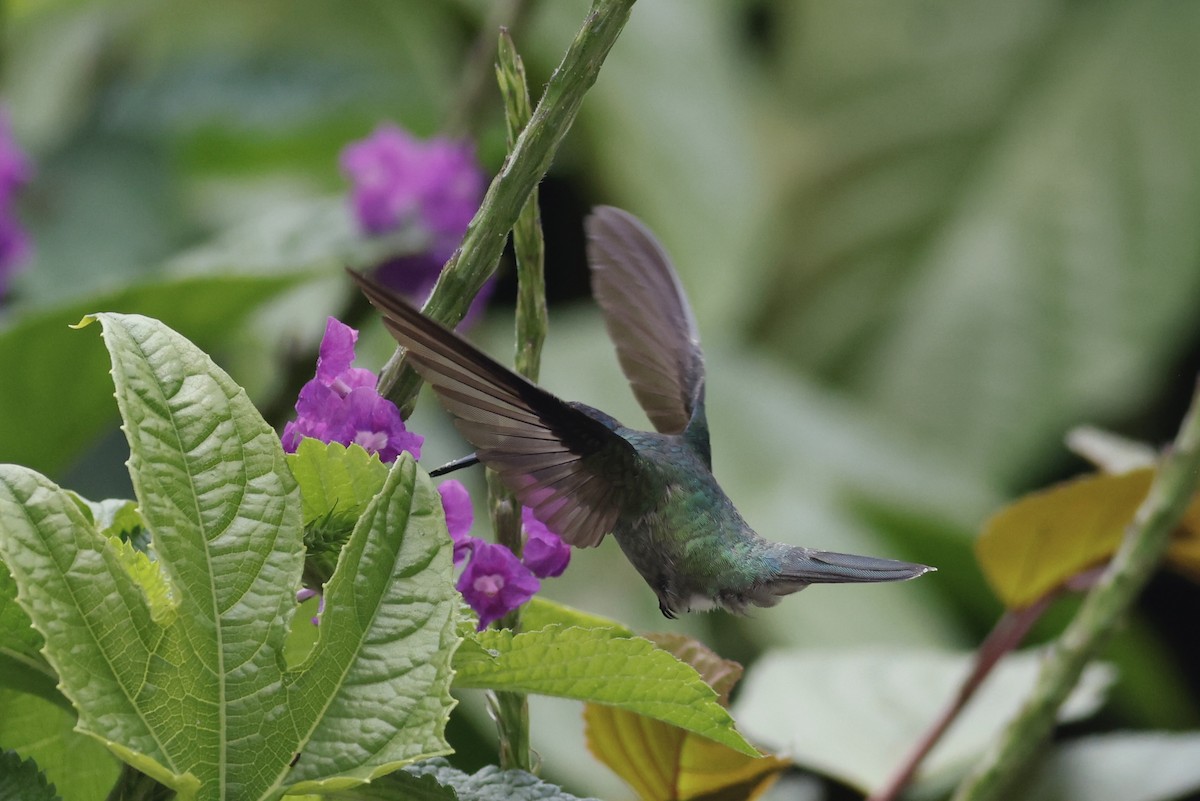 kolibřík fialovohlavý - ML592824711