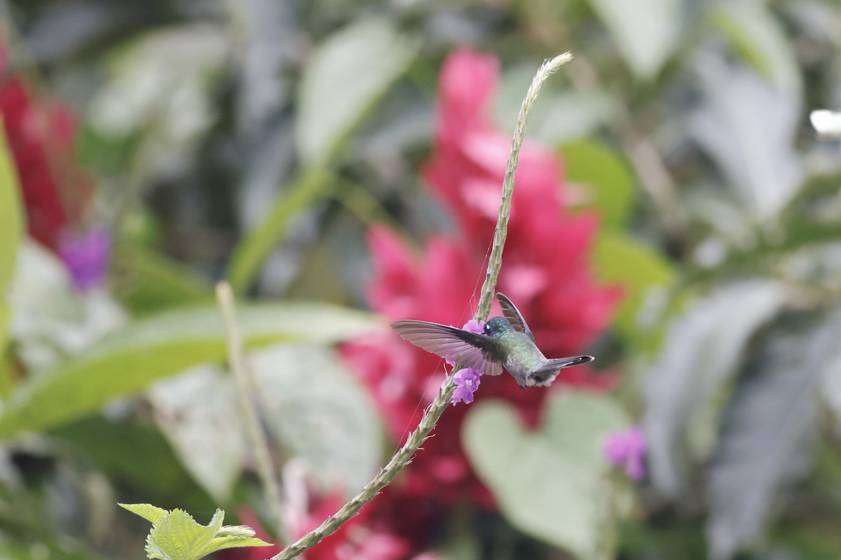kolibřík fialovohlavý - ML592824721