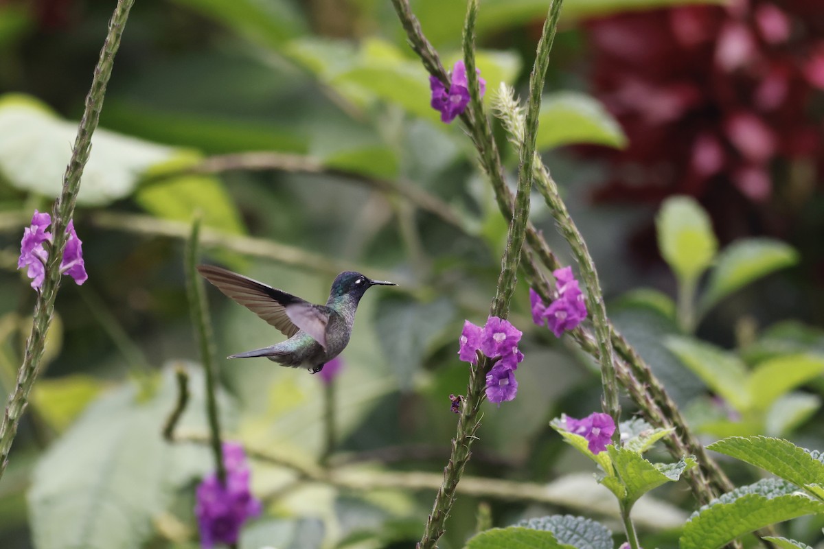 Violet-headed Hummingbird - ML592824731