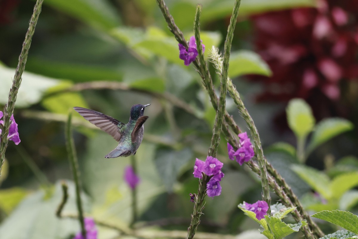 kolibřík fialovohlavý - ML592824741