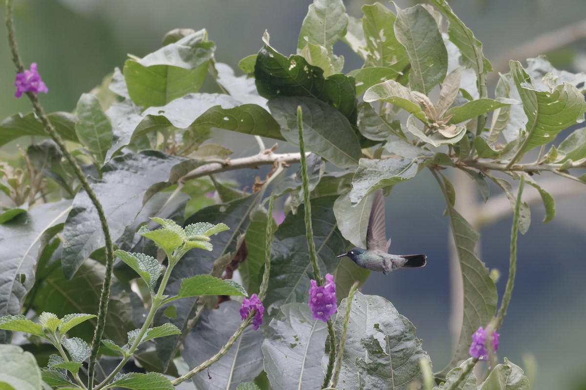 Violet-headed Hummingbird - ML592824751