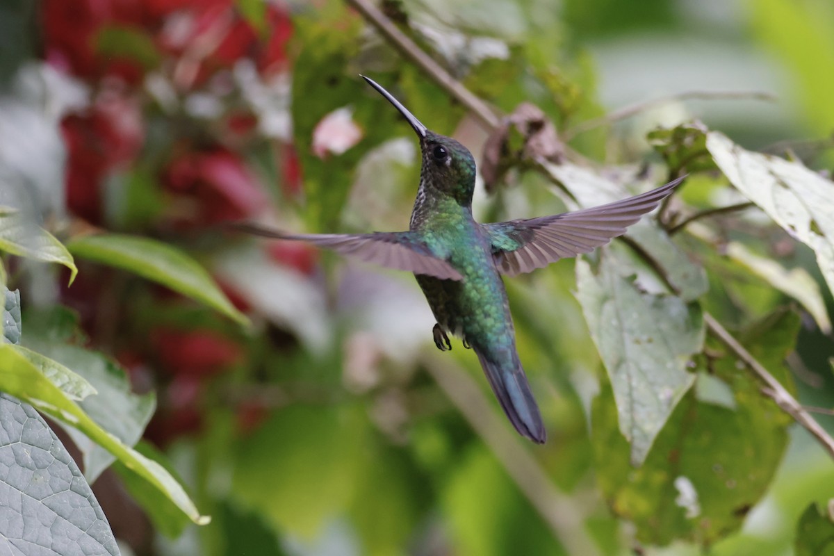 Many-spotted Hummingbird - ML592825221