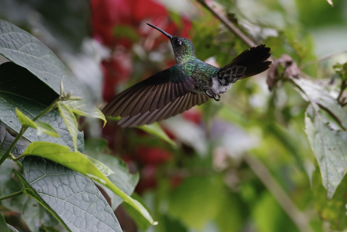 Many-spotted Hummingbird - ML592825231