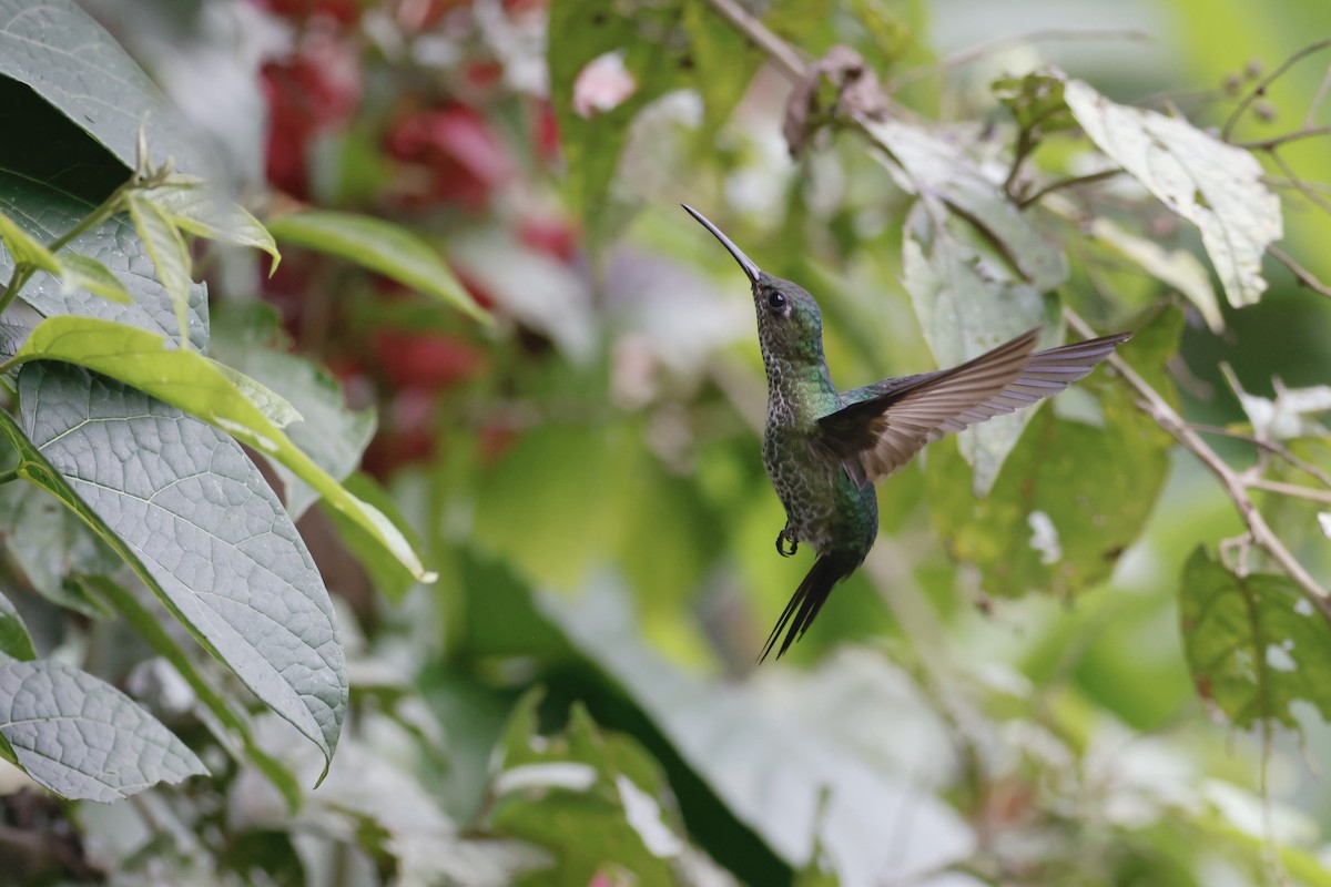 Many-spotted Hummingbird - ML592825241
