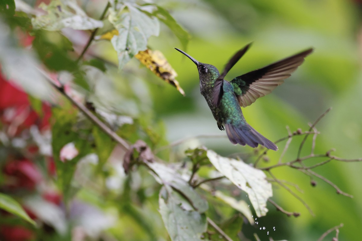 Many-spotted Hummingbird - ML592825251