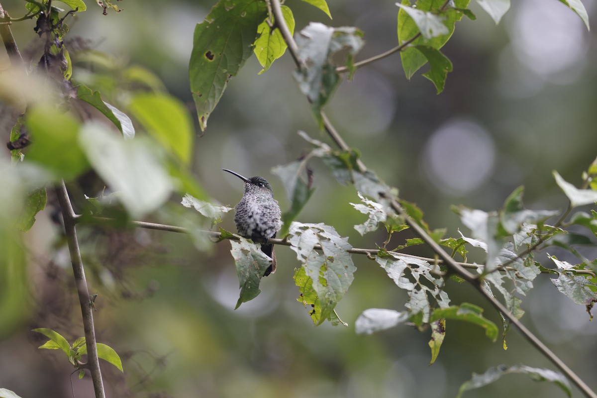 Many-spotted Hummingbird - ML592825261