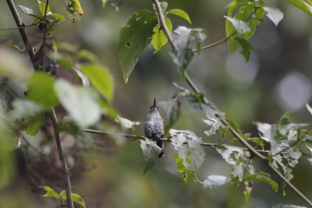 Many-spotted Hummingbird - ML592825271