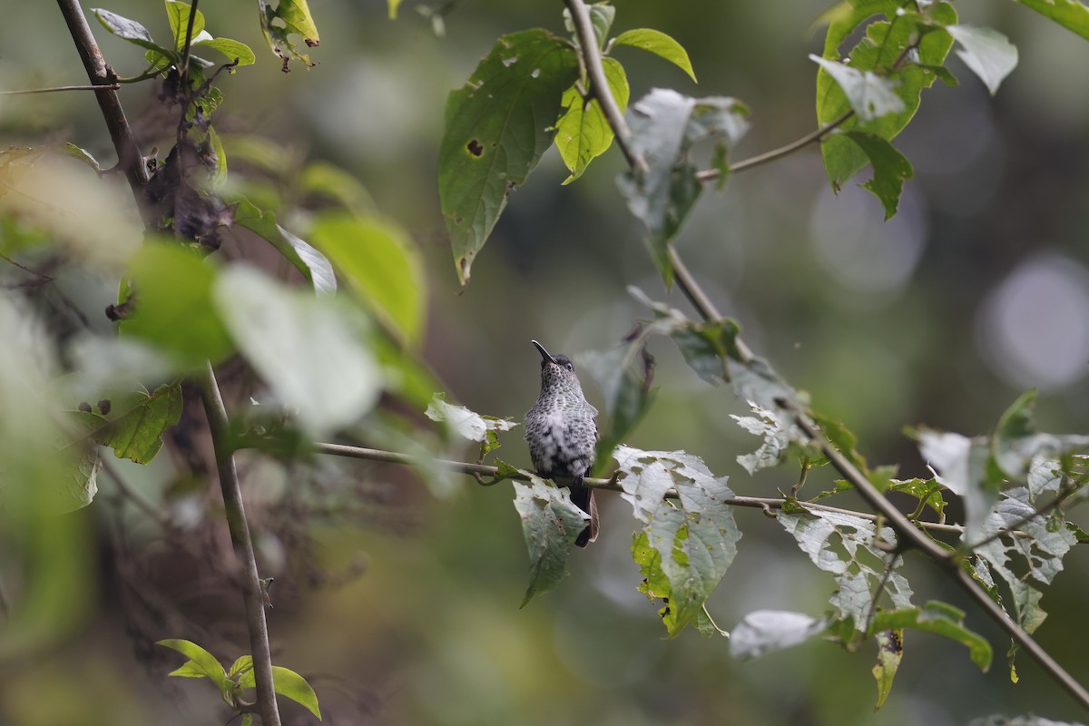 Many-spotted Hummingbird - ML592825281