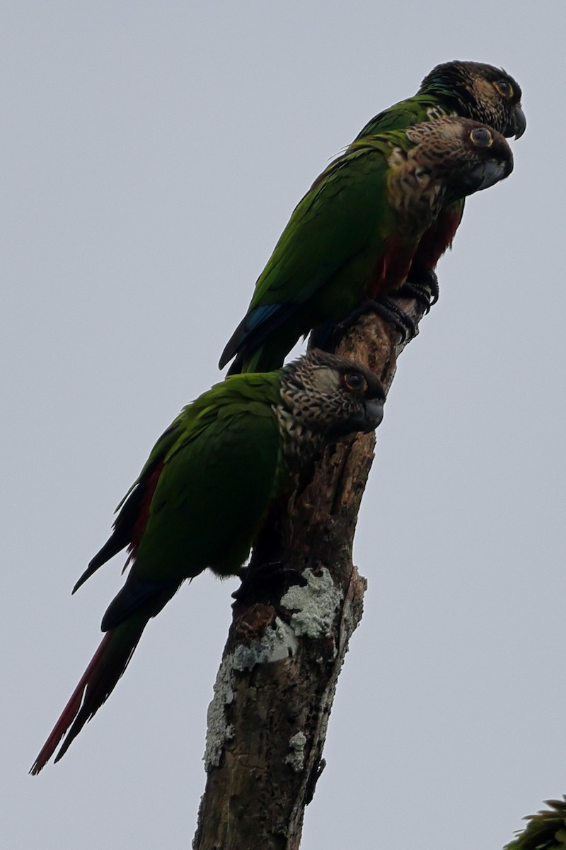 Santarem Parakeet (Madeira) - ML592827601