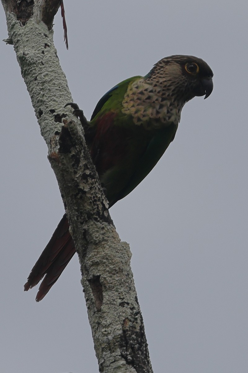 Santarem Parakeet (Madeira) - ML592827611
