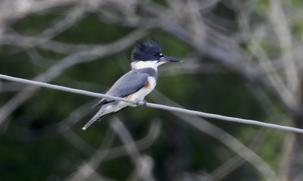 Belted Kingfisher - ML592832311