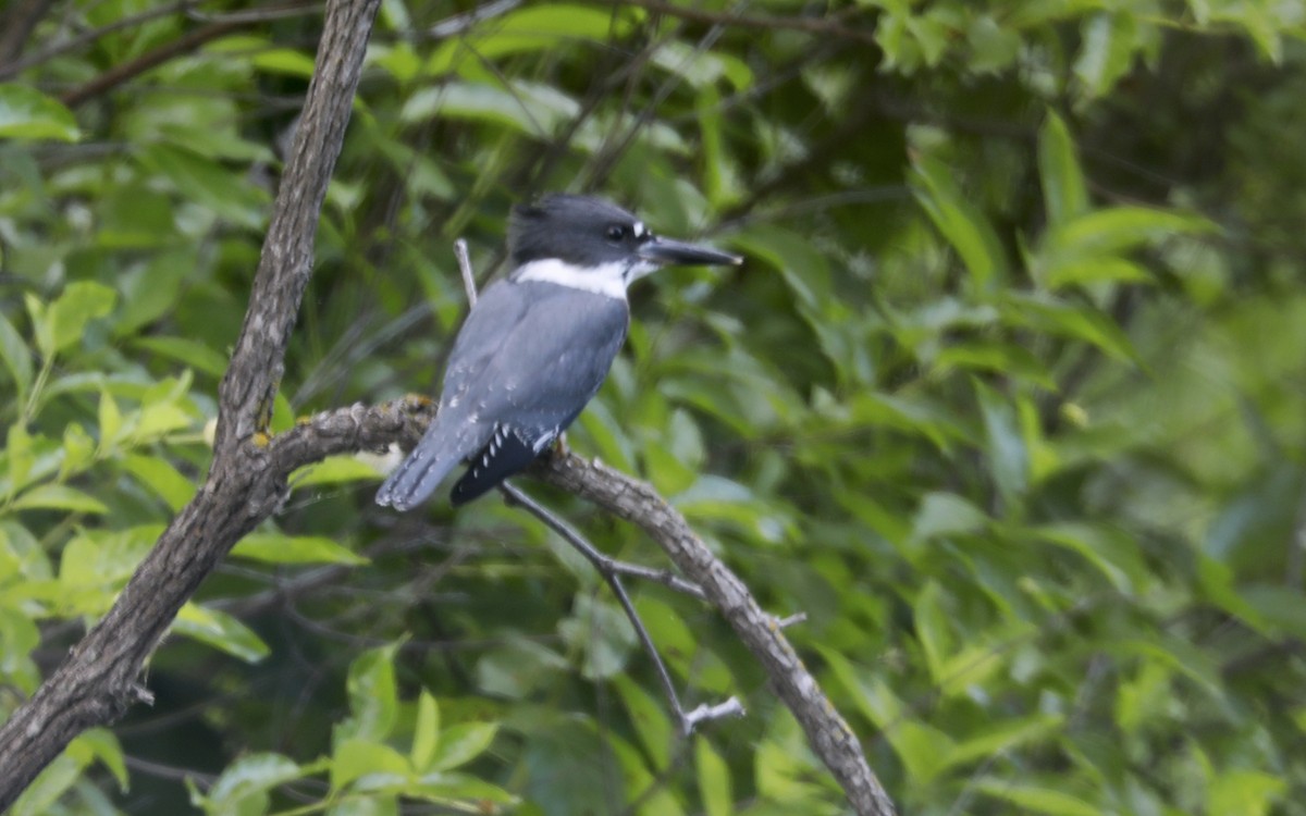 Belted Kingfisher - ML592832341