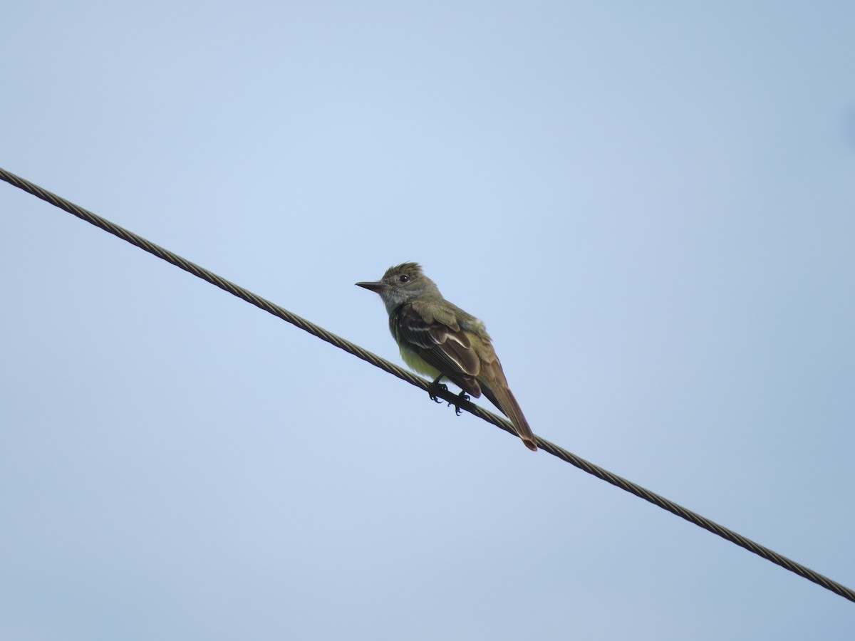 Great Crested Flycatcher - ML59283411