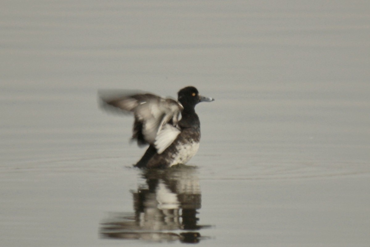Tufted Duck - ML592835701