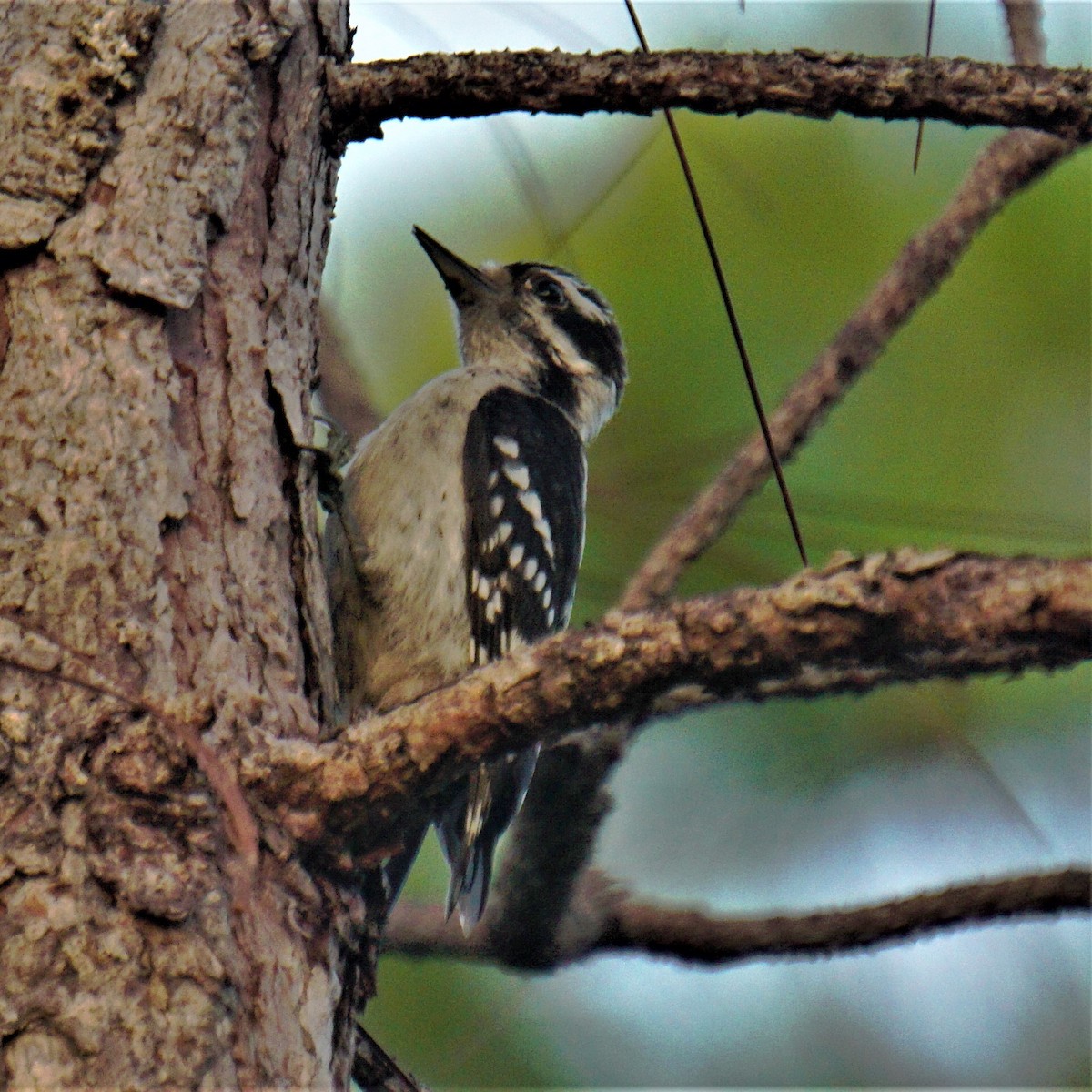 Downy Woodpecker - ML592835771
