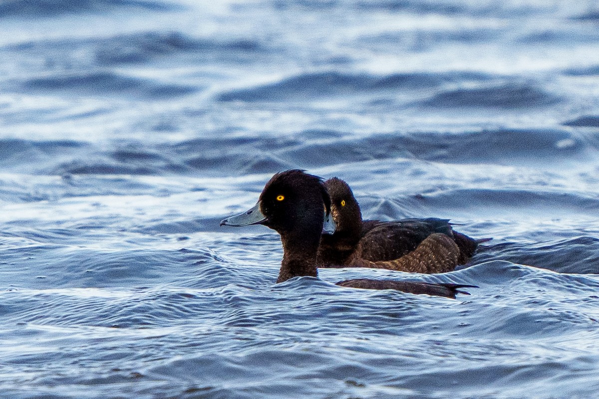 Tufted Duck - ML592838921