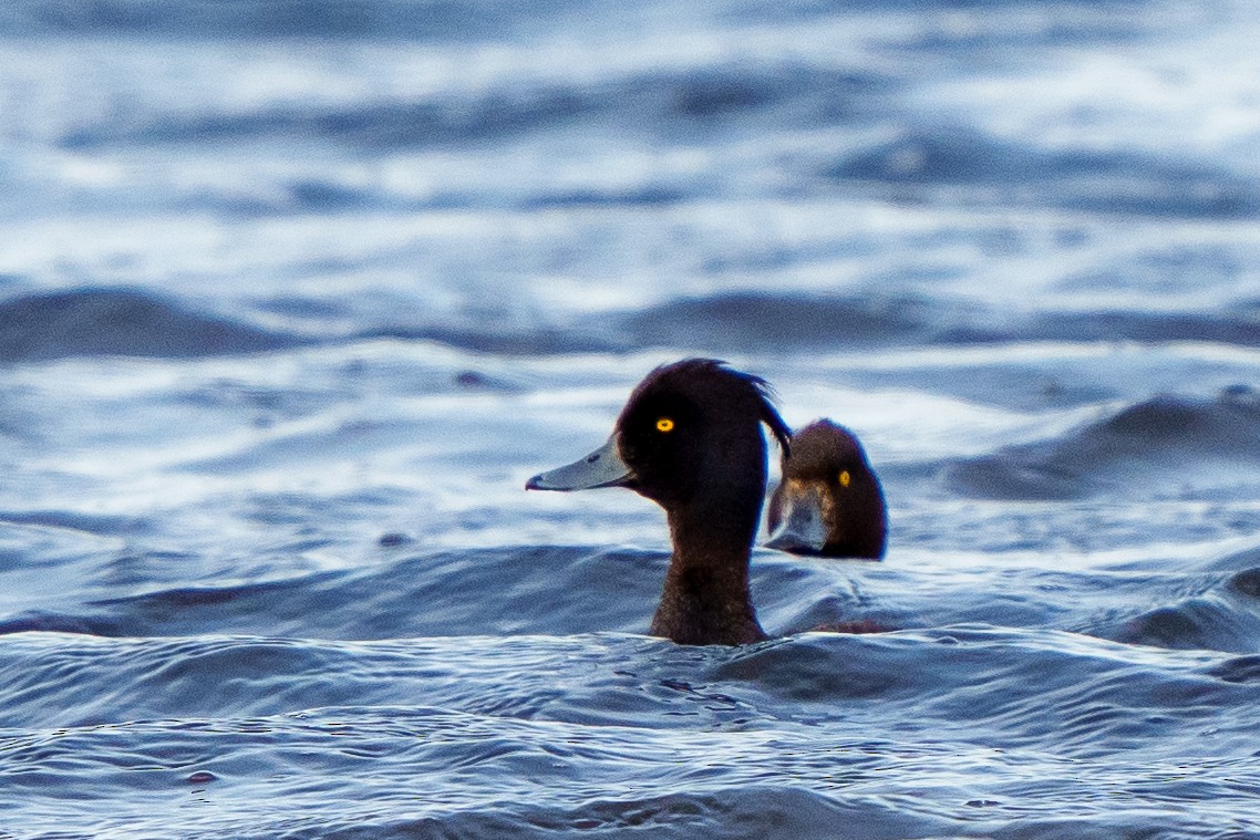 Tufted Duck - ML592839031