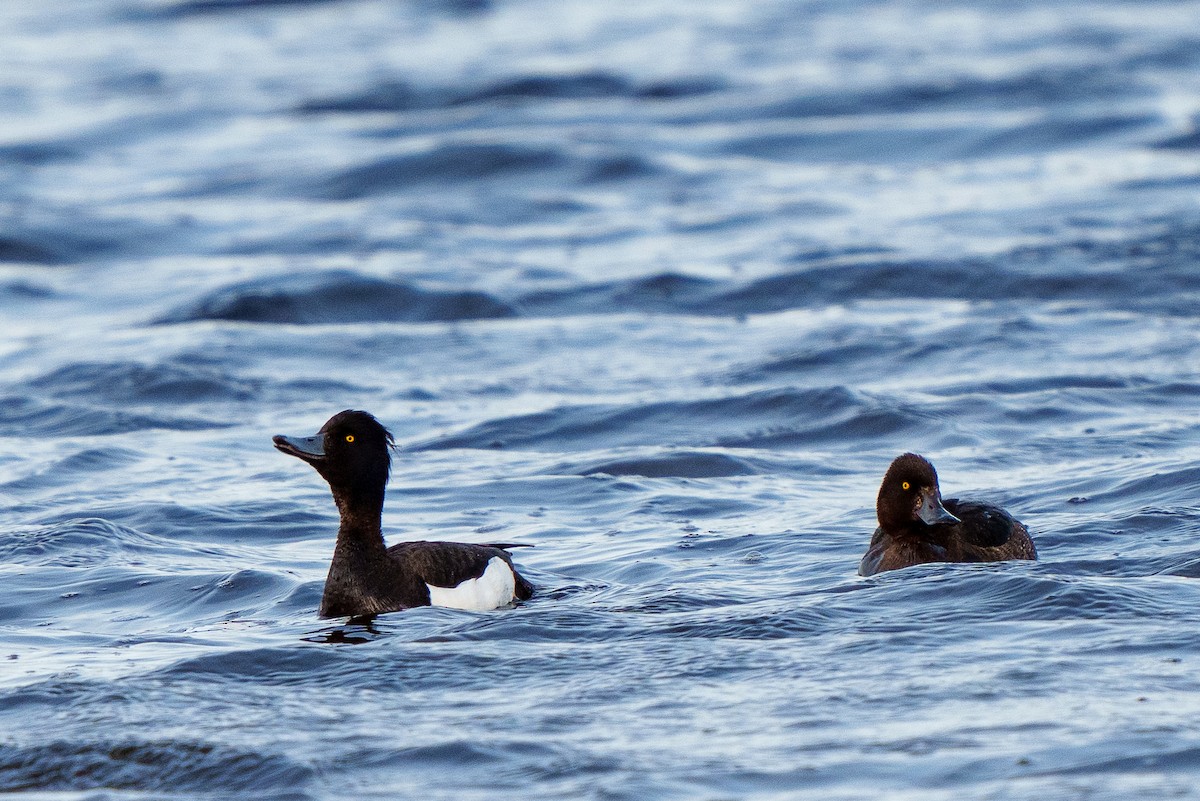 Tufted Duck - ML592839061
