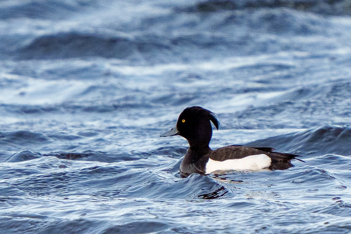Tufted Duck - ML592839101