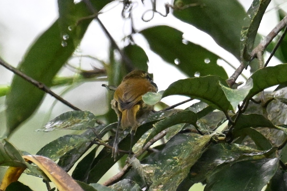 Sulawesi Leaf Warbler - ML592839611