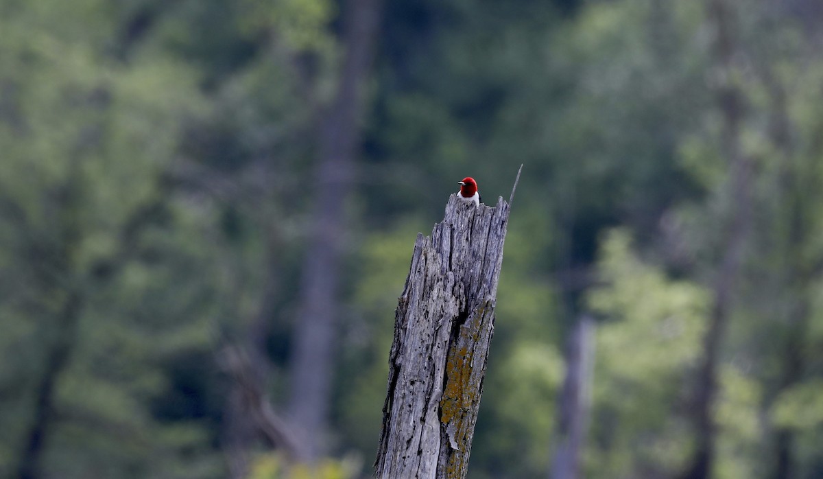 Red-headed Woodpecker - ML592840331