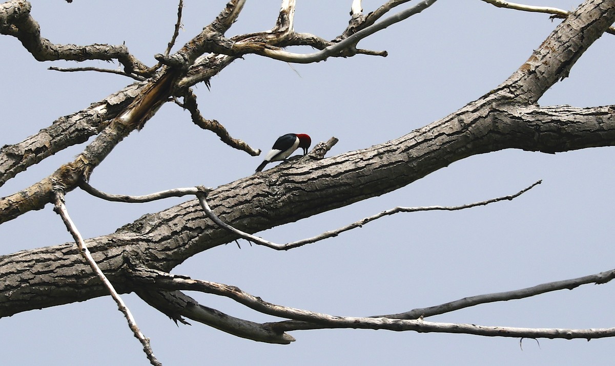 Red-headed Woodpecker - ML592840371
