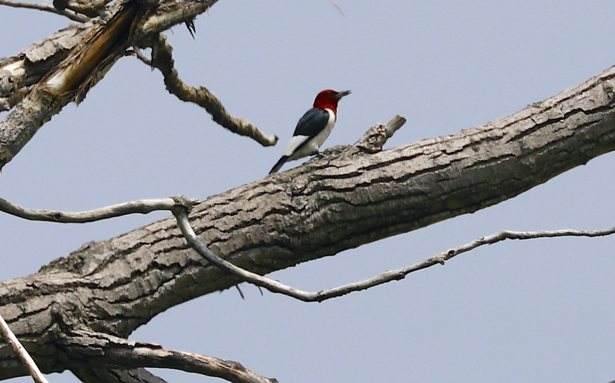 Red-headed Woodpecker - ML592840391
