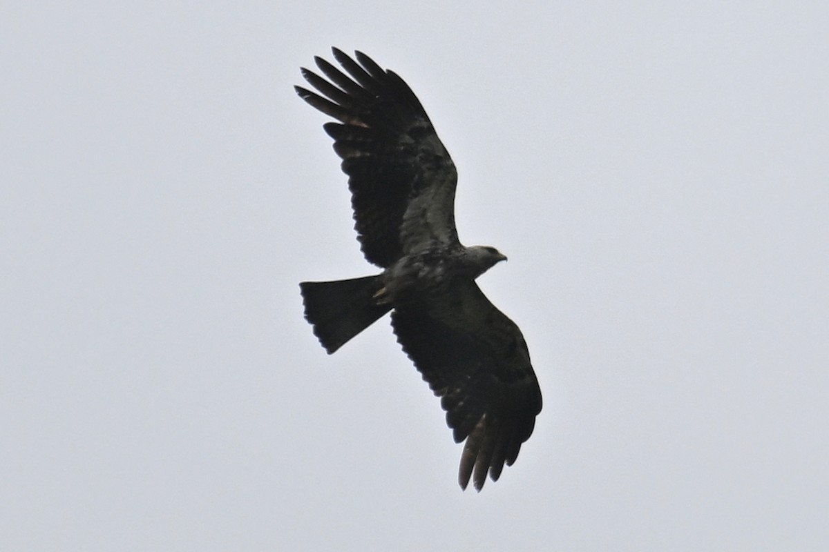 Black Eagle - ML592840961