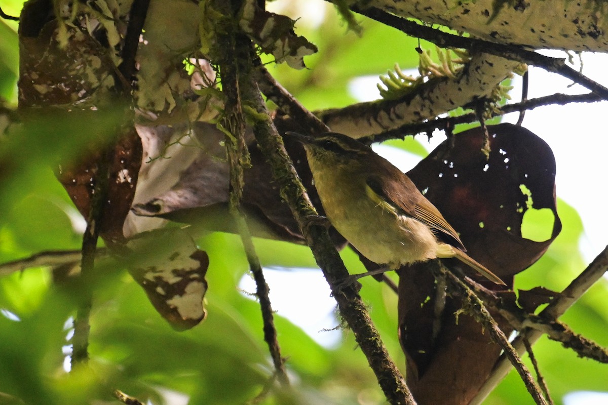Sulawesi Leaf Warbler - ML592841171