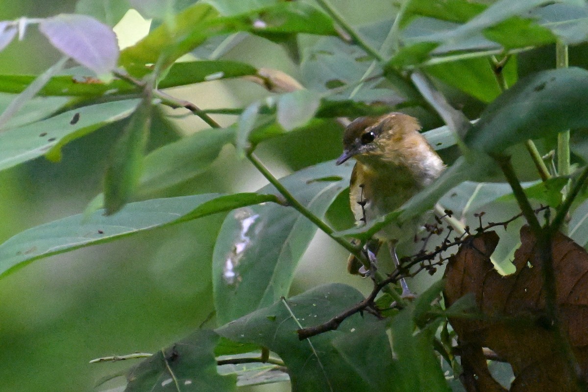 Sulawesi Leaf Warbler - ML592841181