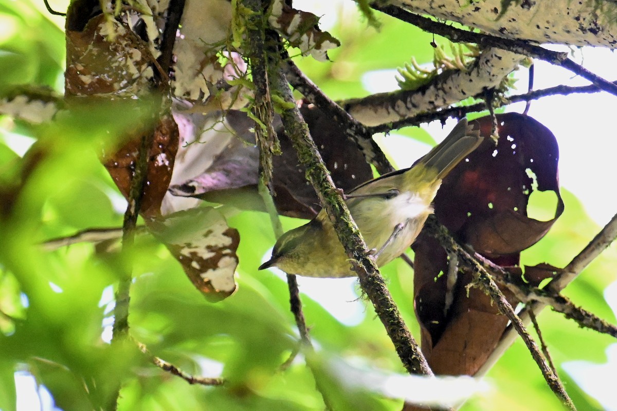 Sulawesi Leaf Warbler - ML592841191