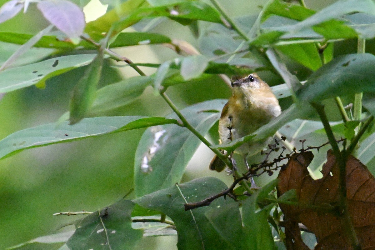 Sulawesi Leaf Warbler - ML592841201