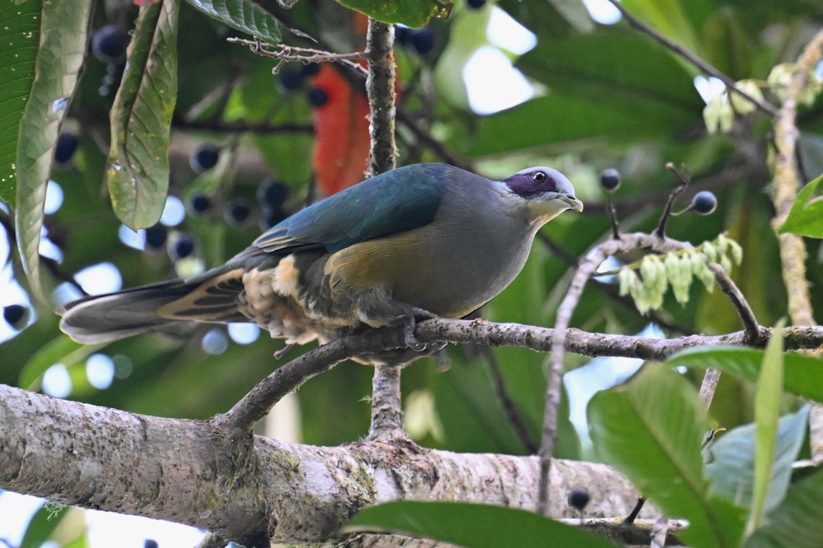 Red-eared Fruit-Dove - ML592841901