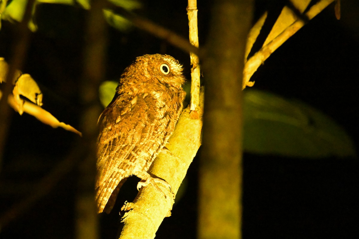 Sulawesi Scops-Owl - ML592842331