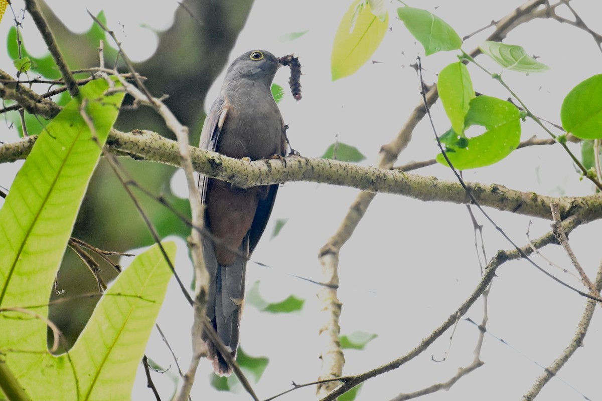 Brush Cuckoo (Sulawesi) - ML592845381