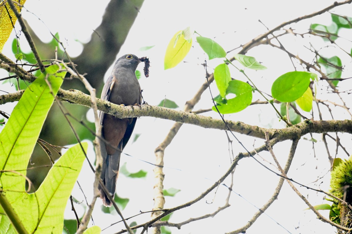 Brush Cuckoo (Sulawesi) - ML592845391