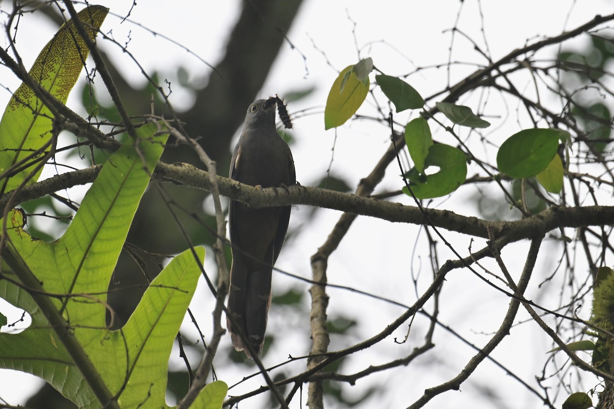 Brush Cuckoo (Sulawesi) - ML592845401