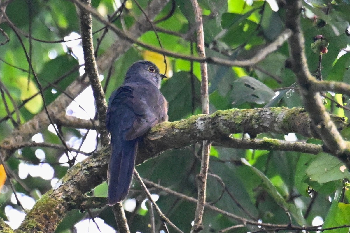 Brush Cuckoo (Sulawesi) - ML592845511